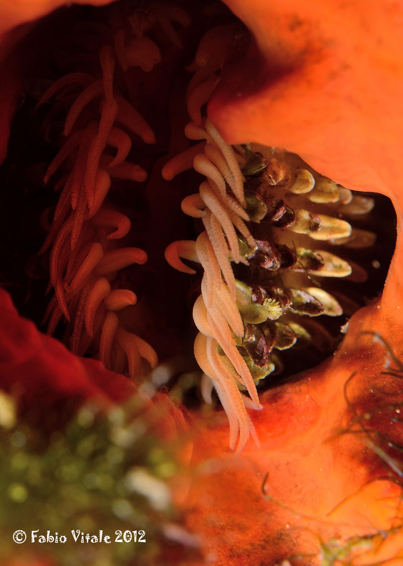 Acanthocardia echinata (?)